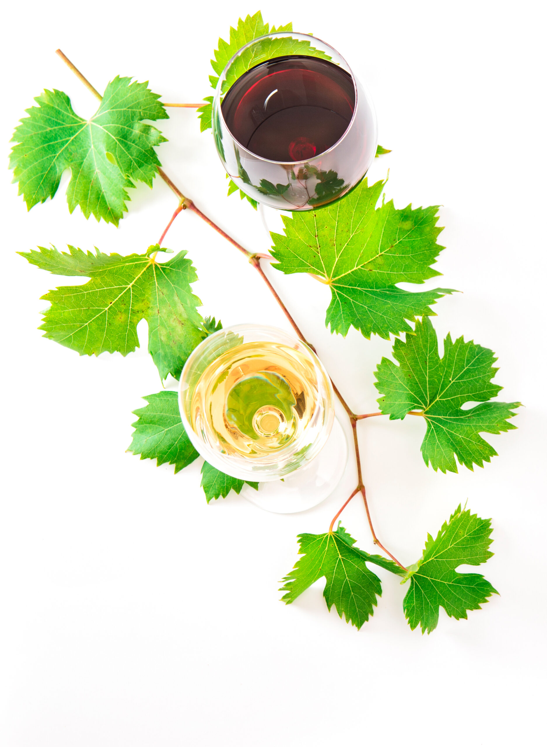 bicchieri-di-vino-rosso-bianco-foglie-verdi-sfondo-bianco